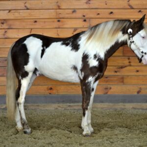 Tennessee Walking Horse