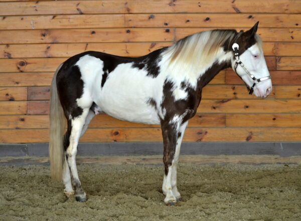 Tennessee Walking Horse