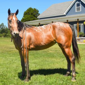 Tennessee Walking Horse