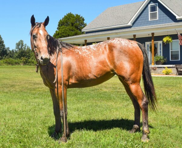 Tennessee Walking Horse