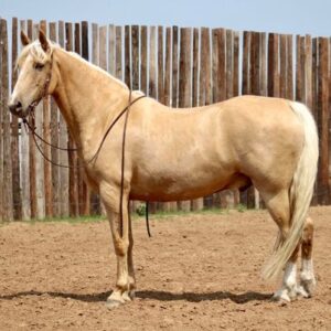 Tennessee Walking Horse