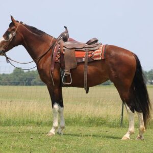 Tennessee Walking Horse