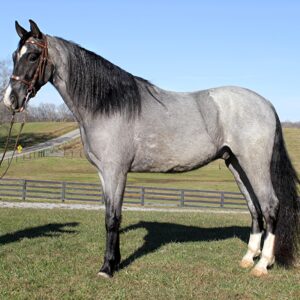 Tennessee Walking Horse for sale