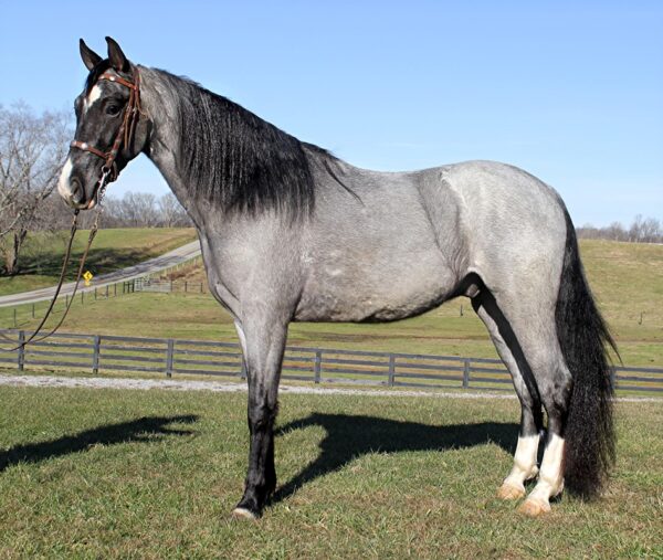 Tennessee Walking Horse for sale