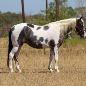 Tennessee Walking Horse for sale