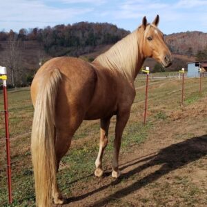 Tennessee Walking Horse for sale