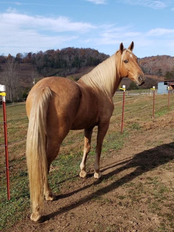 Tennessee Walking Horse for sale