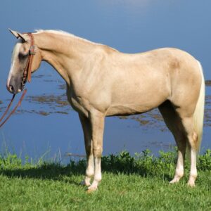 Tennessee Walker horse for sale