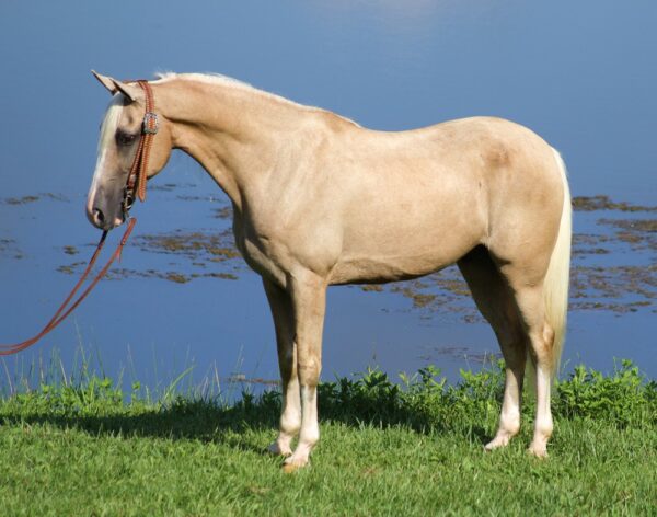 Tennessee Walker horse for sale