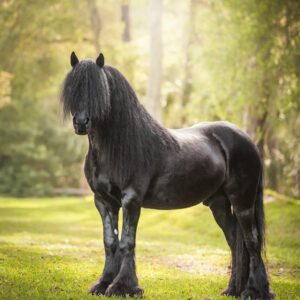 Dreamhayven Stardust