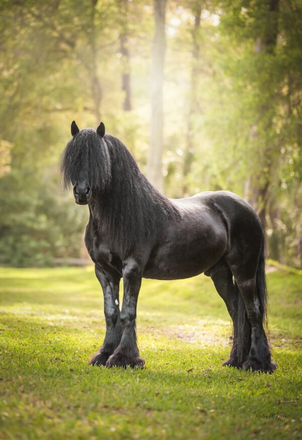 Dreamhayven Stardust