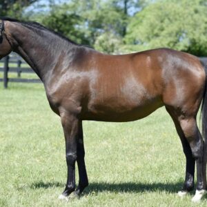 Beall Spring Danica