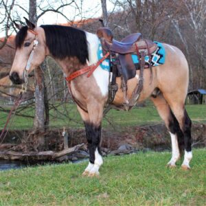 Buckshot