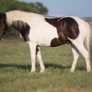 Casper