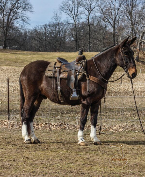 Cowboy