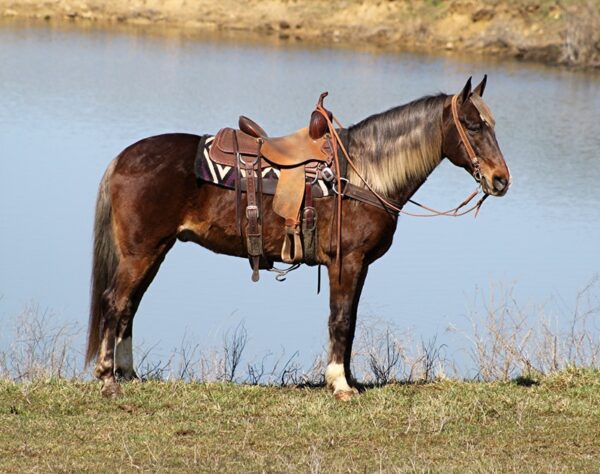 Indian Outlaw