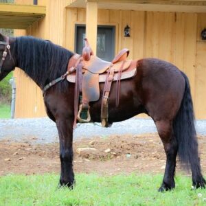 Country Hills Sebastian